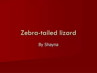Zebra-tailed lizard