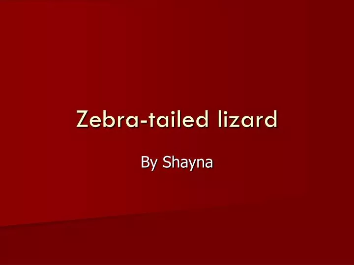 zebra tailed lizard