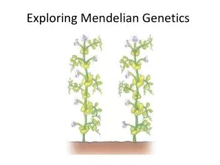 exploring mendelian genetics