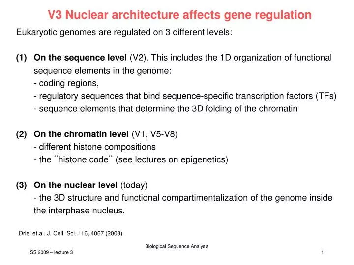 v3 nuclear architecture affects gene regulation