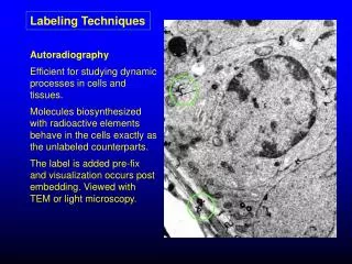 Autoradiography Efficient for studying dynamic processes in cells and tissues.