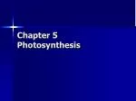 Understanding Photosynthesis: Energy Conversion in Plants - slide 1