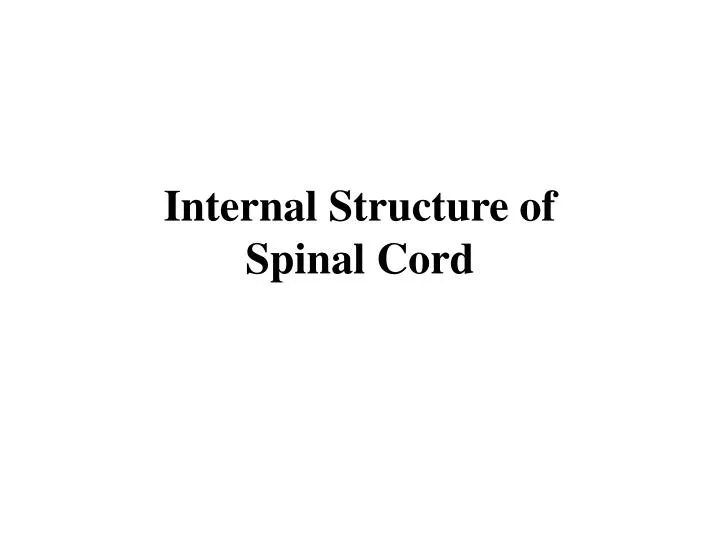internal structure of spinal cord