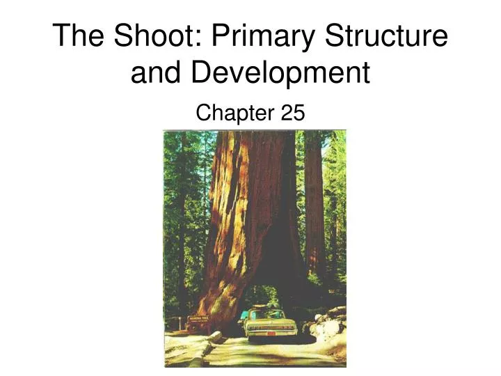 the shoot primary structure and development