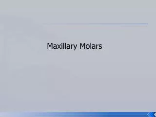 Maxillary Molars
