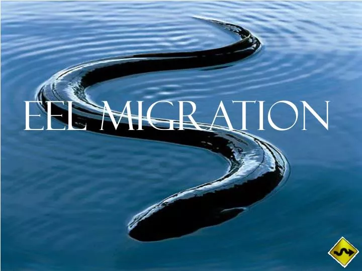 eel migration