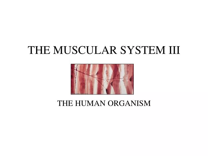 the muscular system iii