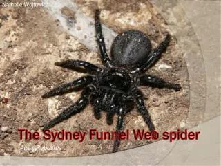 The Sydney Funnel Web spider