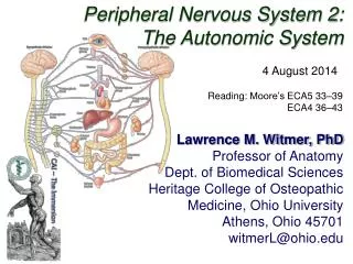 Peripheral Nervous System 2: The Autonomic System