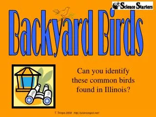 Can you identify these common birds found in Illinois?