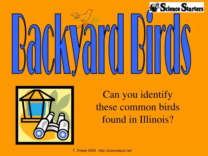 can you identify these common birds found in illinois