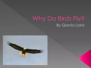 Why Do Birds Fly?