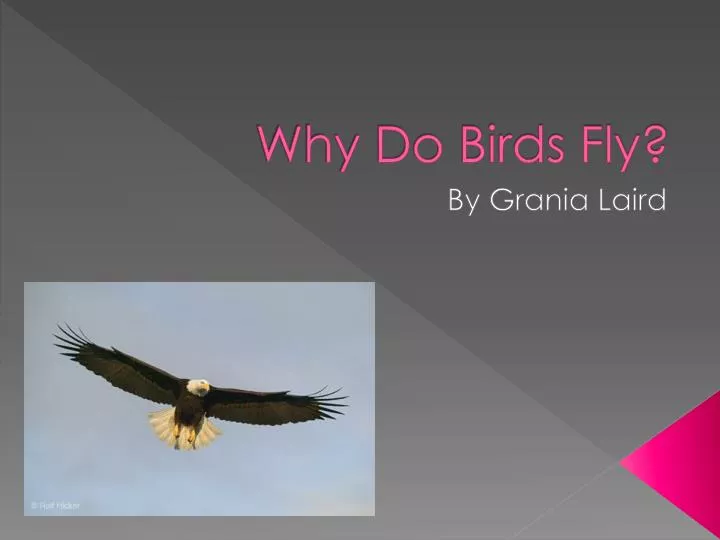 why do birds fly