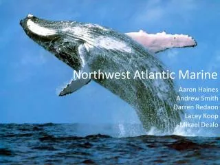 Northwest Atlantic Marine