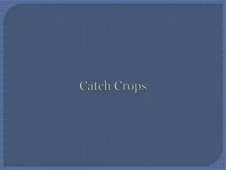 Catch Crops
