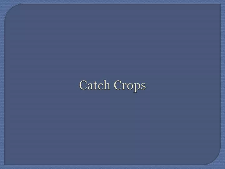 catch crops