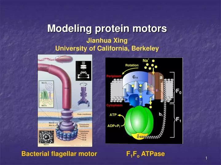 modeling protein motors