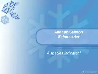 Atlantic Salmon Salmo salar