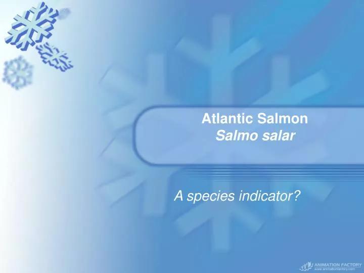 atlantic salmon salmo salar