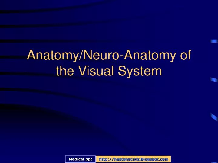 anatomy neuro anatomy of the visual system