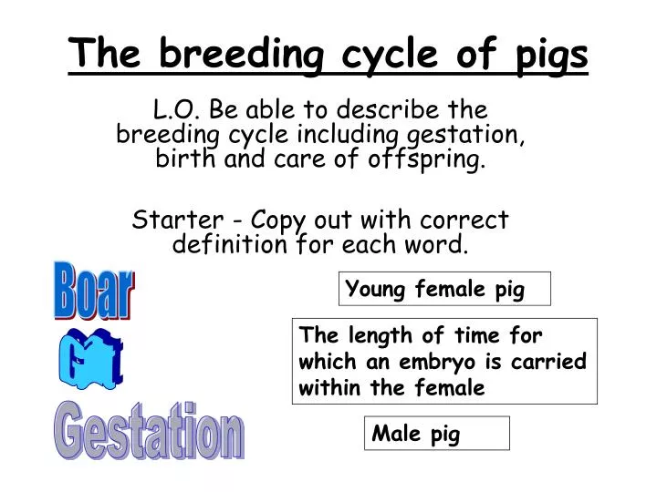 the breeding cycle of pigs