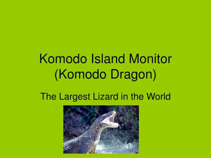 komodo island monitor komodo dragon