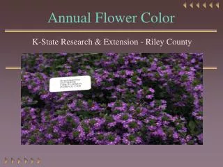 Annual Flower Color