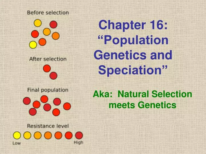 chapter 16 population genetics and speciation
