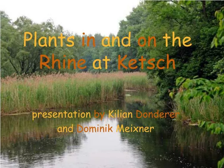 plants in and on the rhine at ketsch
