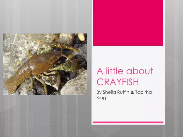 a little about crayfish