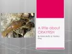 A little about CRAYFISH - slide 1