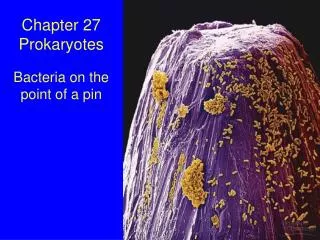 Chapter 27 Prokaryotes Bacteria on the point of a pin