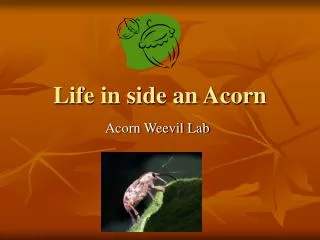 Life in side an Acorn