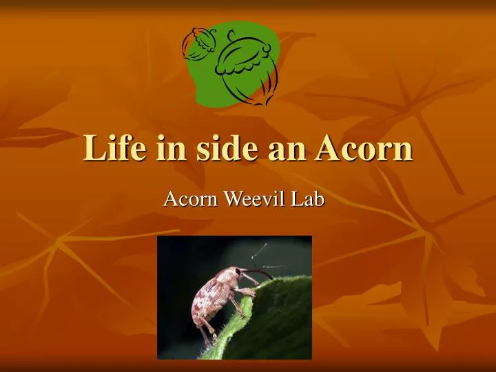 life in side an acorn