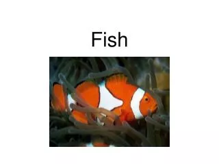 Fish