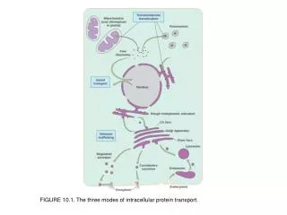 FIGURE 10.1. The three modes of intracellular protein transport.