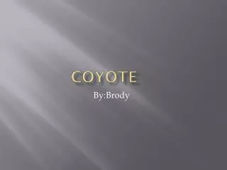 coyote