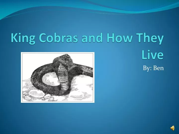king cobras and how they live