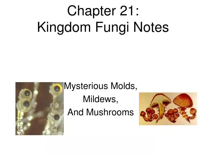 chapter 21 kingdom fungi notes