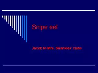 Snipe eel