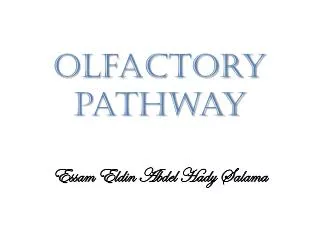Olfactory pathway