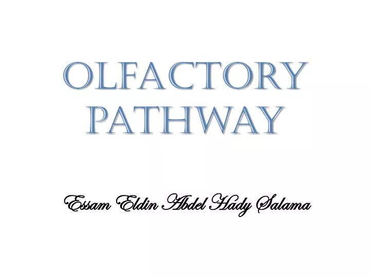 olfactory pathway