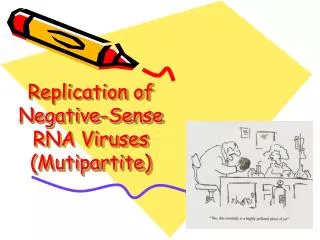 Replication of Negative-Sense RNA Viruses (Mutipartite)