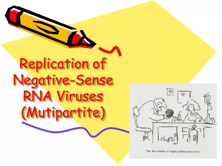 replication of negative sense rna viruses mutipartite