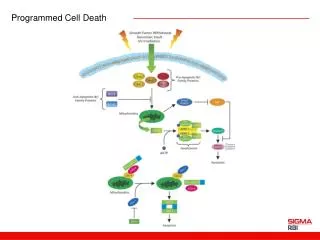 Programmed Cell Death