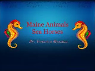 Maine Animals Sea Horses