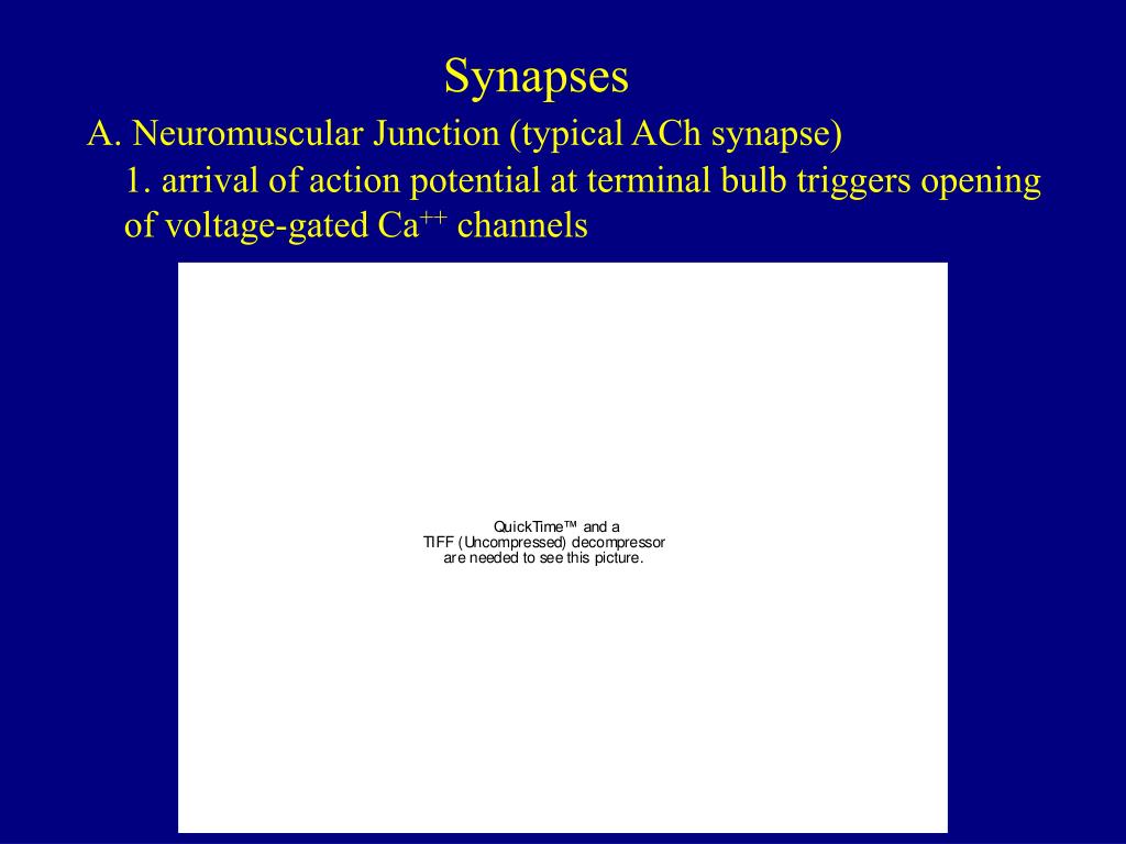 PPT - Synapses PowerPoint Presentation, free download - ID:3108271