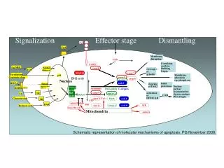 Cell death cascade complex