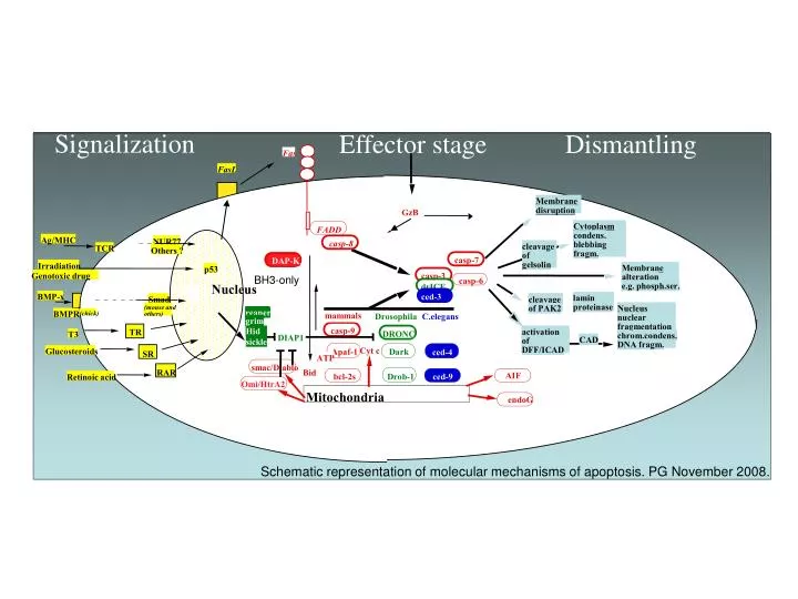 cell death cascade complex