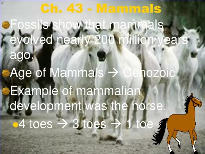 ch 43 mammals